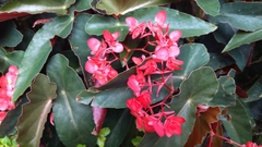 Begonia coccinea