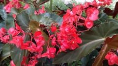 Begonia coccinea