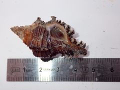 Chicoreus