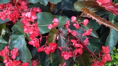 Begonia coccinea