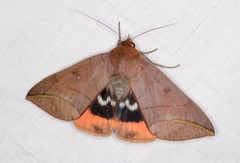 Thyas juno