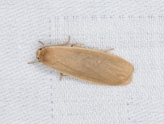 Danielithosia immaculata