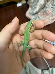 Anolis carolinensis