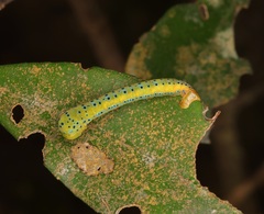 Dysphania militaris