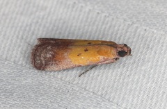 Piesmopoda semilutea
