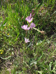 Sidalcea malviflora