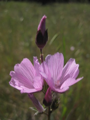 Sidalcea malviflora
