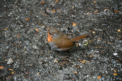Scelorchilus rubecula