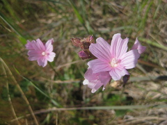 Sidalcea malviflora