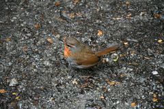 Scelorchilus rubecula