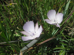 Calochortus uniflorus