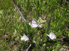 Calochortus uniflorus