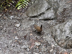 Scelorchilus rubecula