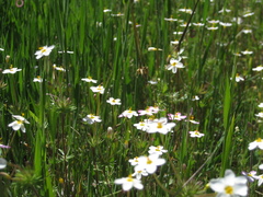 Leptosiphon parviflorus