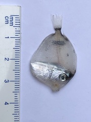 Acanthuridae