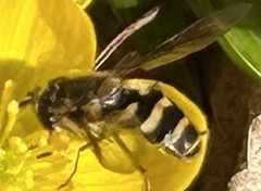 Eupeodes latifasciatus