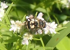 Triepeolus