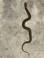 Nerodia fasciata