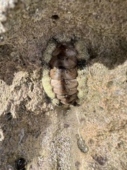 Acanthopleura granulata