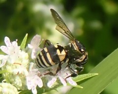 Triepeolus