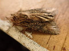 Ichneutica mutans