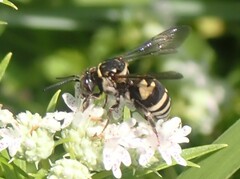 Triepeolus