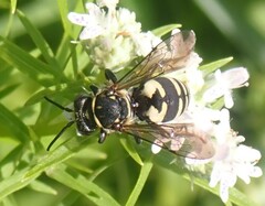 Triepeolus