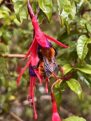 Bombus dahlbomii