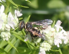Triepeolus
