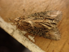 Ichneutica mutans