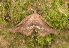 Throana pectinifer