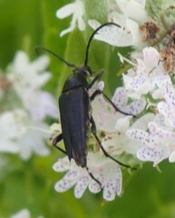 Typocerus lugubris