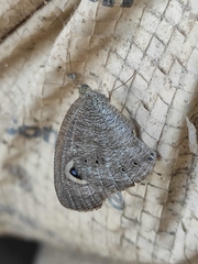 Ypthima baldus