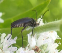 Typocerus lugubris