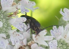 Typocerus lugubris