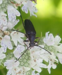 Typocerus lugubris