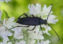 Typocerus lugubris