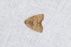 Anachrostis