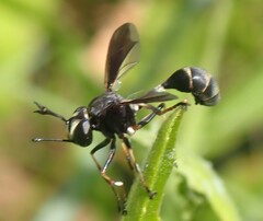 Physocephala