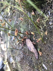 Drosera auriculata