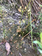 Drosera auriculata