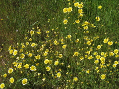Layia platyglossa
