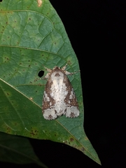 Disphragis tharis
