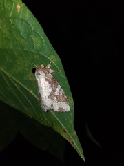 Disphragis tharis