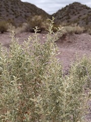 Atriplex lampa