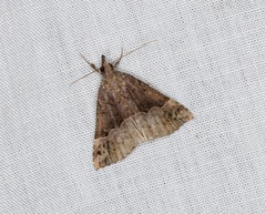 Hypena indicatalis