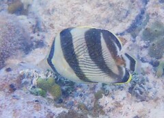 Chaetodon striatus