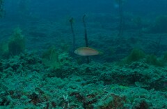 Suezichthys arquatus