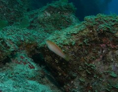 Suezichthys arquatus