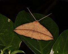 Ugia purpurea